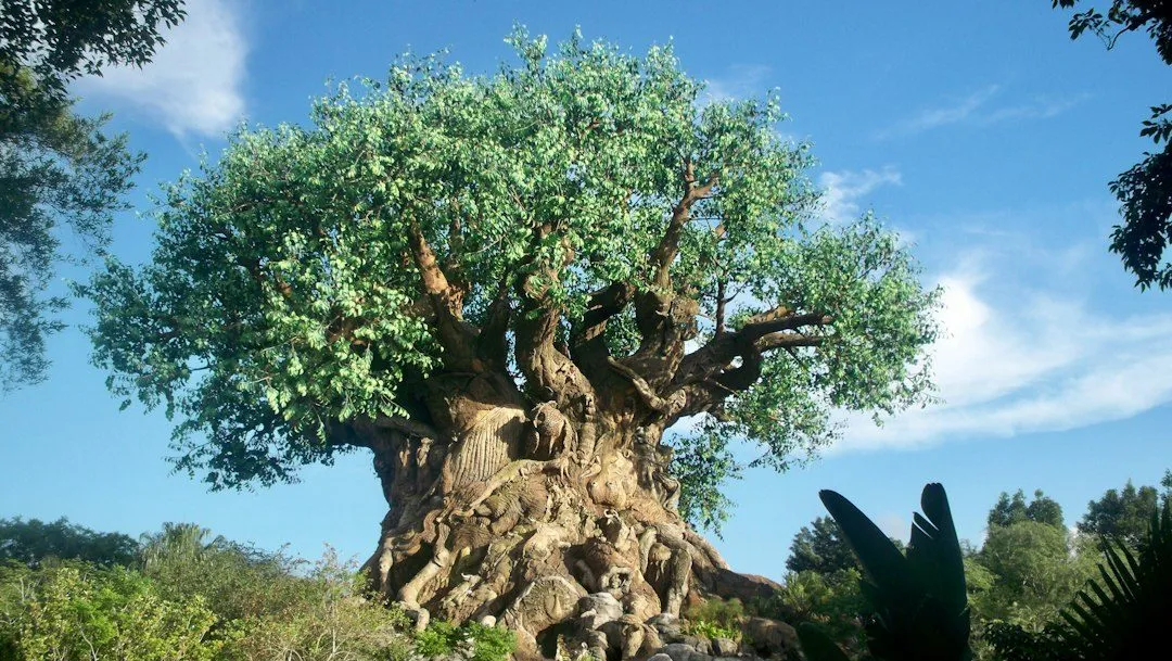 green tree on brown rock formation during daytime